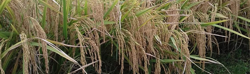 Paket Penambah Hasil, Paket Spesial dari PT Agro Guna Makmur