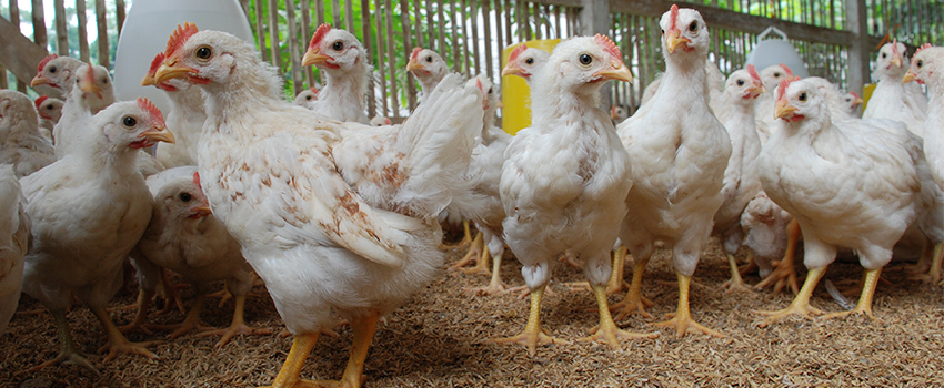 Harga Ayam Hidup Merosot, Produksi DOC Dipotong 30%