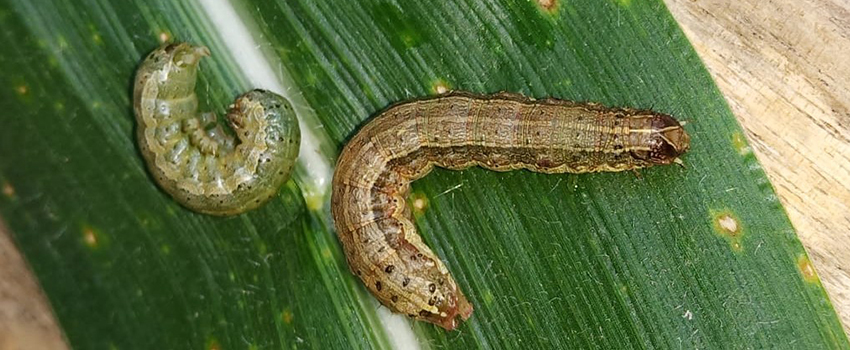 Hama Ulat Impor Ancam Produksi Jagung 