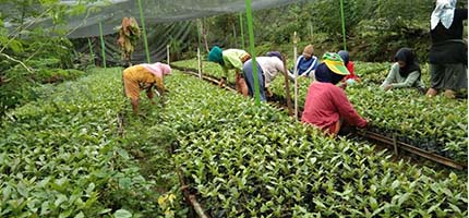 Menumbuhkan Produsen Benih Perkebunan Melalui Desa Mandiri Benih