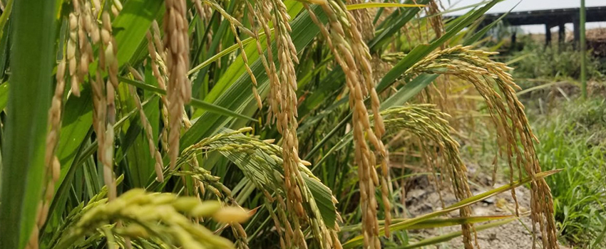 Panen Budidaya Padi Sehat di Lahan Rawa Kalsel