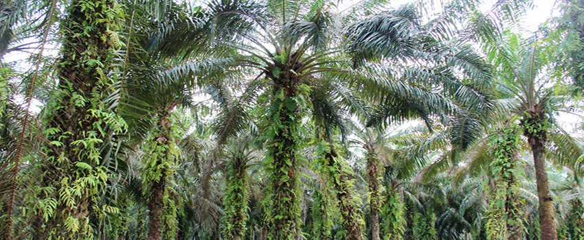 Peluang Industri Kelapa Sawit di Tahun Tikus Logam 