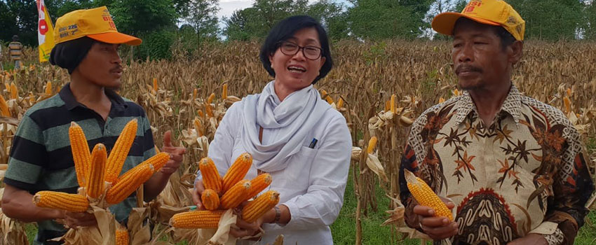 Pasokan Jagung Untuk Pakan Awal Tahun 2020 Aman