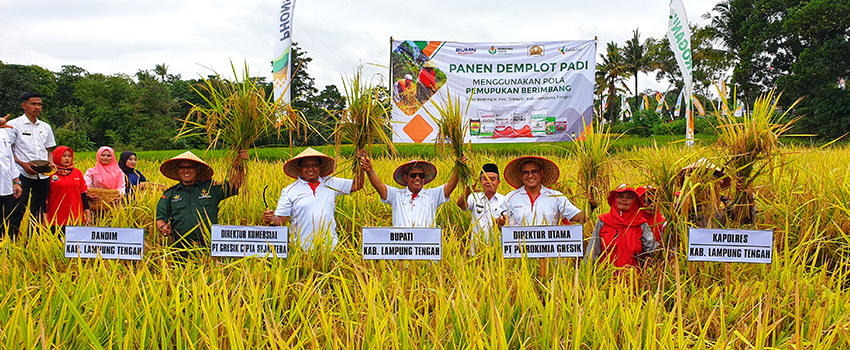 Produktivitas Padi Meningkat 44% di Lampung Tengah