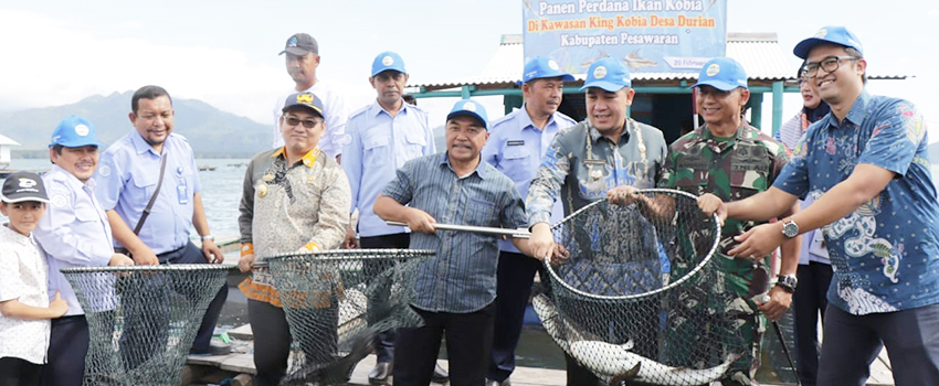 KKP Sukses Panen King Kobia di Kawasan Kobia Desa Durian