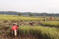 Sukabumi Panen Padi dan Jagung