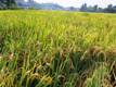 Meningkatkan Produksi Padi di Lahan Rice Garden 