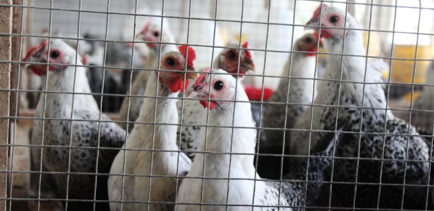 Ayam Sembawa, Lokal Si Penghasil Telur Andal