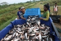 Penerapan CPIB Ikan Patin dan Lele