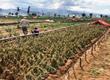 Produksi Bawang Merah Melonjak, Pendapatan Petani Terkerek