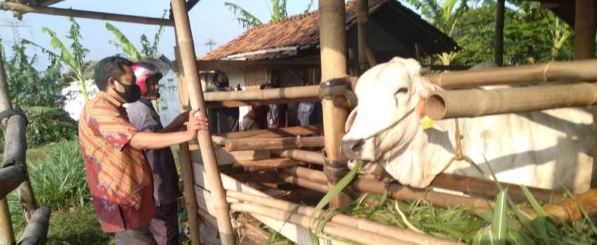 Populasi Sapi Indukan Meningkat