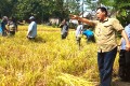 Pembangunan Food Estate Kalteng didukung Bulog