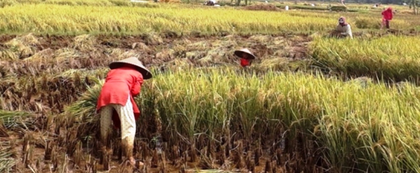 Data Terbaru BPS: Nilai Tukar Petani Naik 0,49%