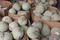 Rahasia Bikin Melon Premium