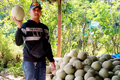 Para Penikmat Manisnya Laba Melon Premium