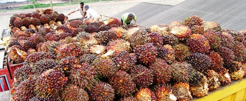 Industri Sawit Tetap Beroperasi Di Kala Pandemi