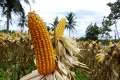 Tereos FKS Serap 30 ton Jagung Rendah Aflatoksin dari Petani Lampung