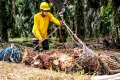 Sertifikasi Menjawab Tantangan Kelapa Sawit yang Tak Kunjung Henti