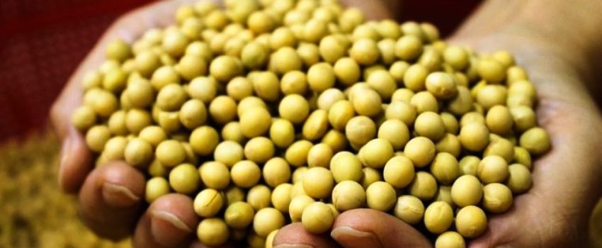 Kedelai Dunia Naik 3,7%, Harga Tempe dan Tahu Lokal Tetap Stabil