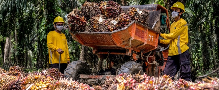 Harga Minyak Sawit Bertahan, Produksi Stagnan