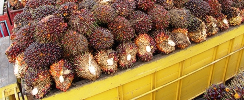 Petani Kelapa Sawit Suplai Bahan Baku Biodiesel, Mungkinkah?