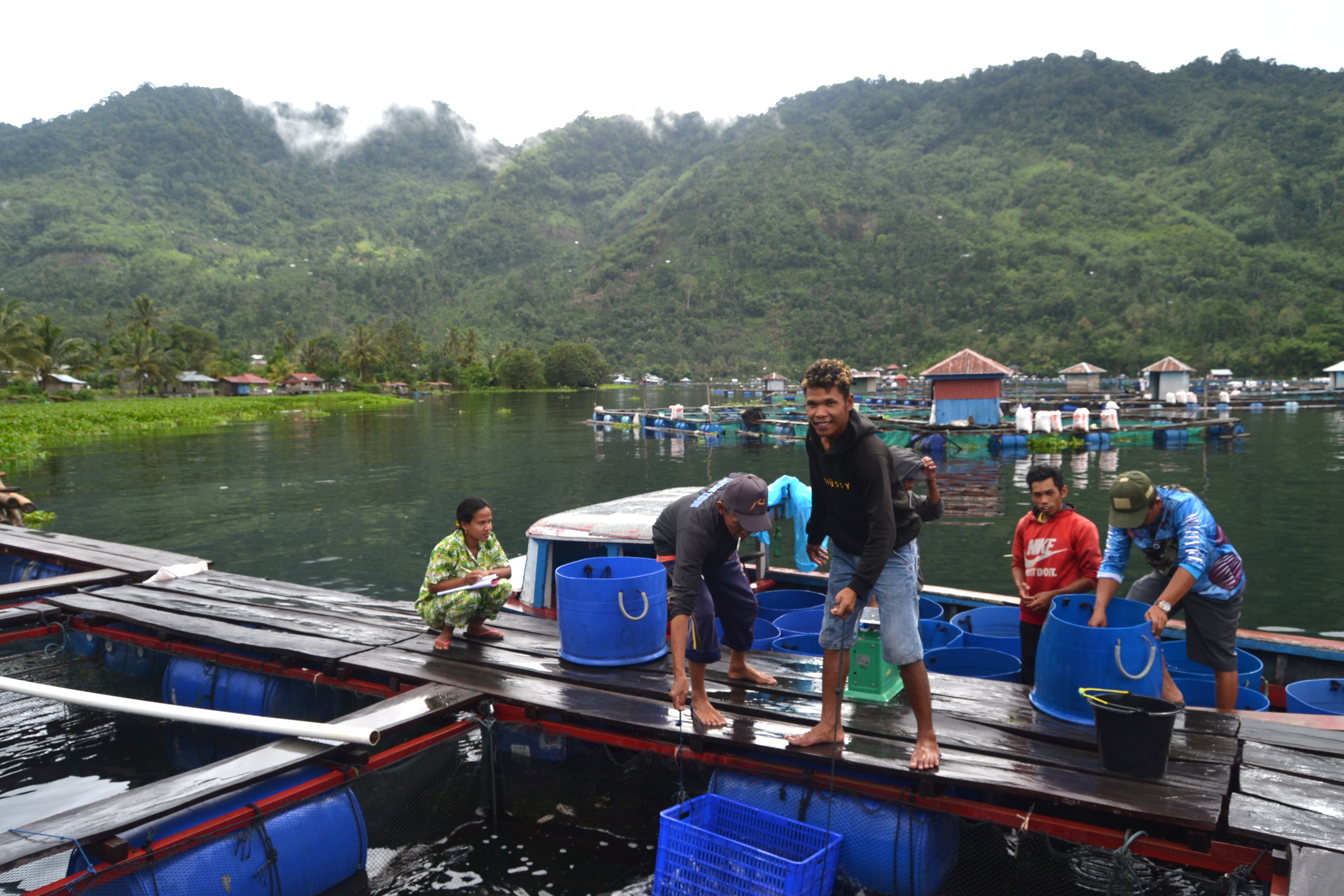 PERIKANAN : Kolaborasi Tiga Penjuru Kerek Pemasaran Nila Ranau