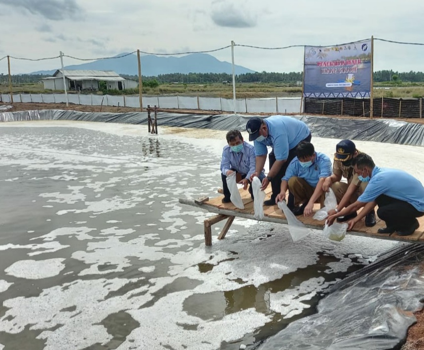 PERIKANAN : Yuk, Replikasi Tambak Udang Berkelanjutan!