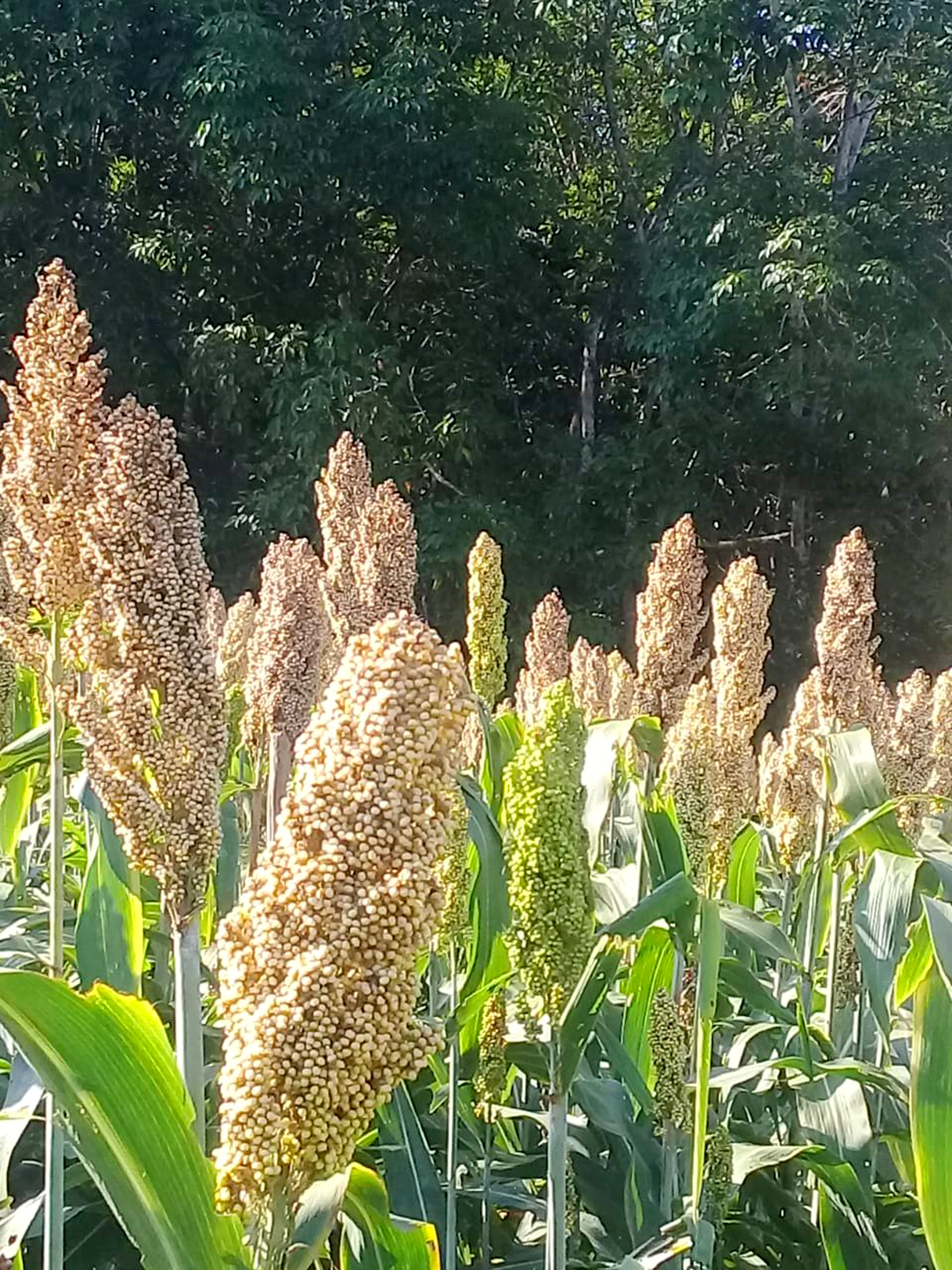 TANAMAN PANGAN : Petani Lampung Melirik Sorgum