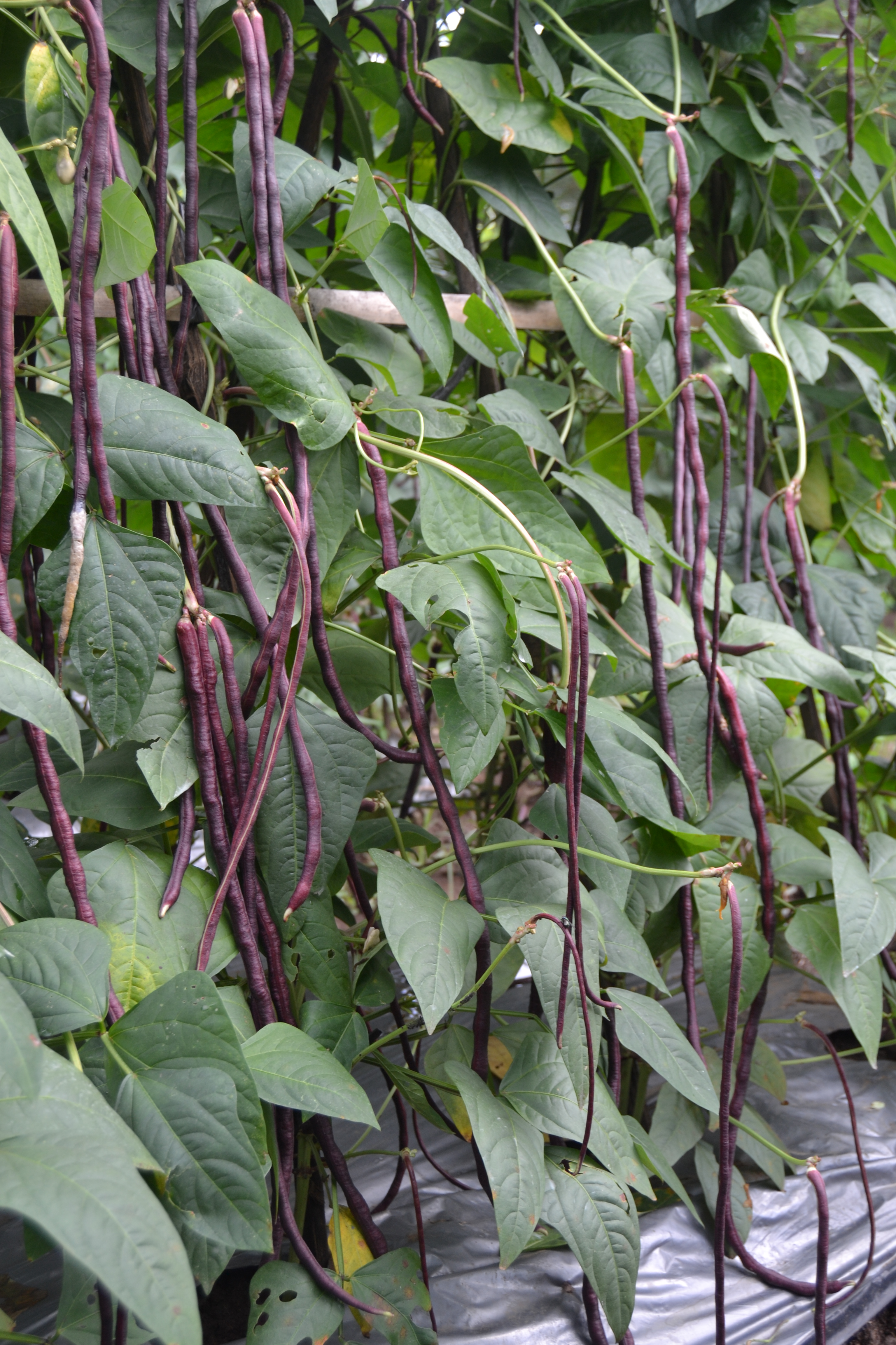 HORTIKULTURA : Manfaat Ciamik dari Tanaman Cantik