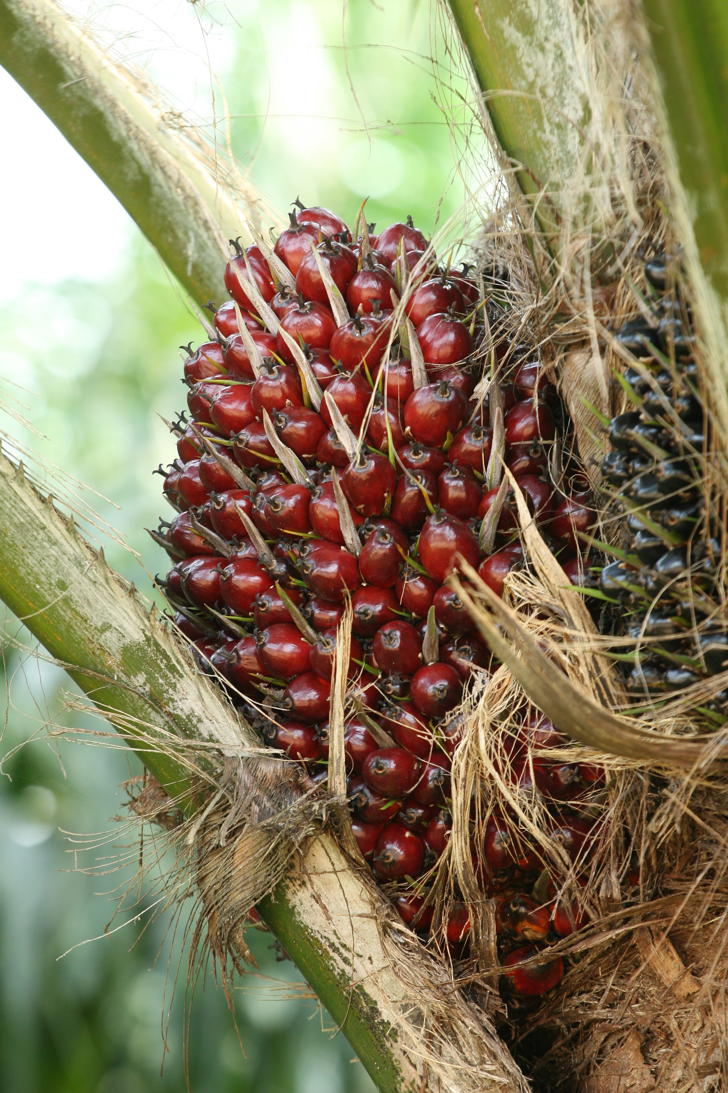 PERKEBUNAN : Peluang Besar Para Penangkar