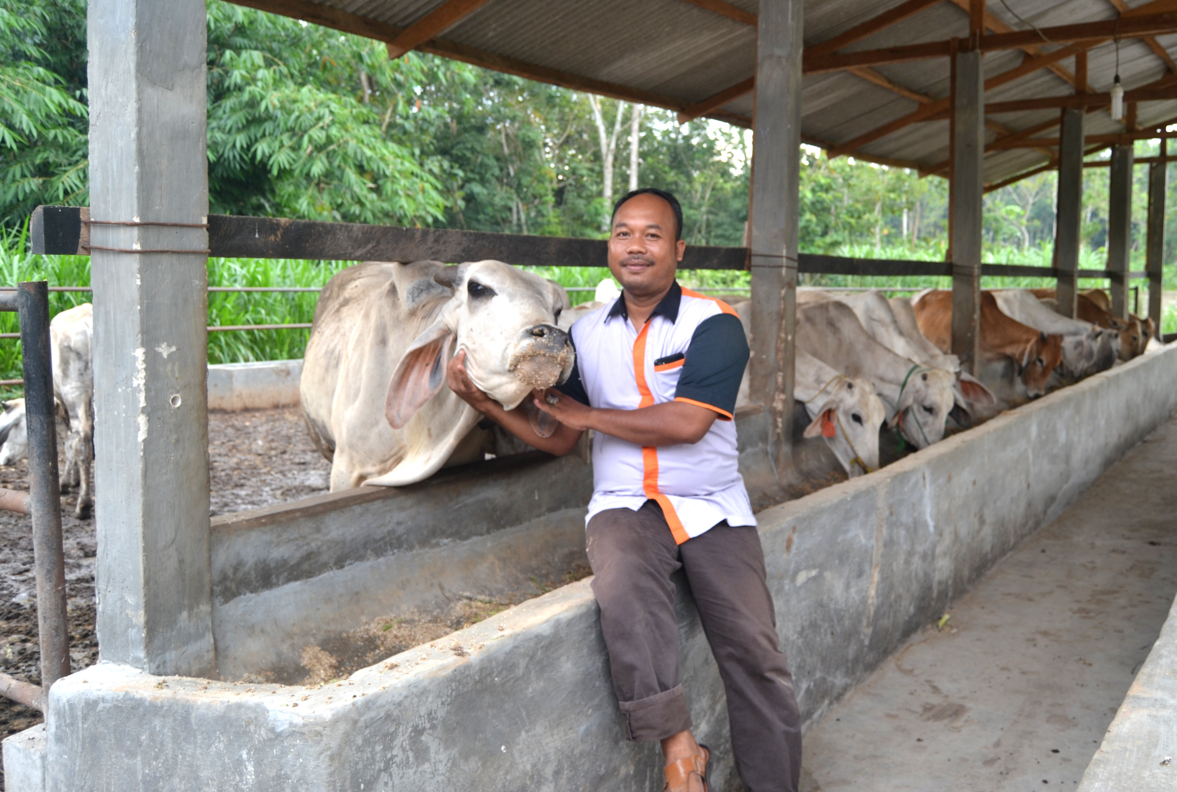 PETERNAKAN : Sukses Beternak Sapi Potong ala Koperasi Maju Sejahtera