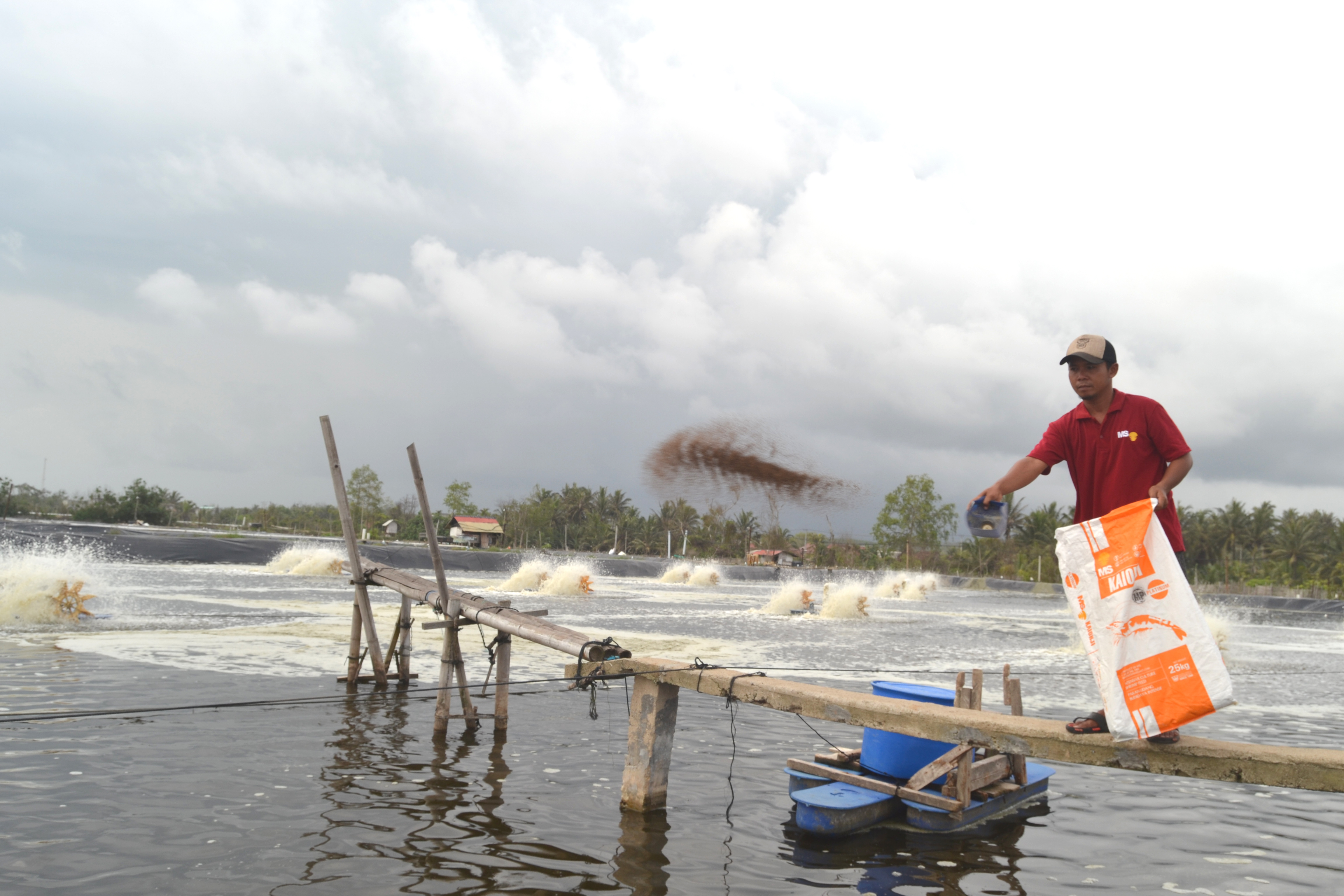 PERIKANAN : Aplikasi Tepat, Udang Tumbuh Sehat