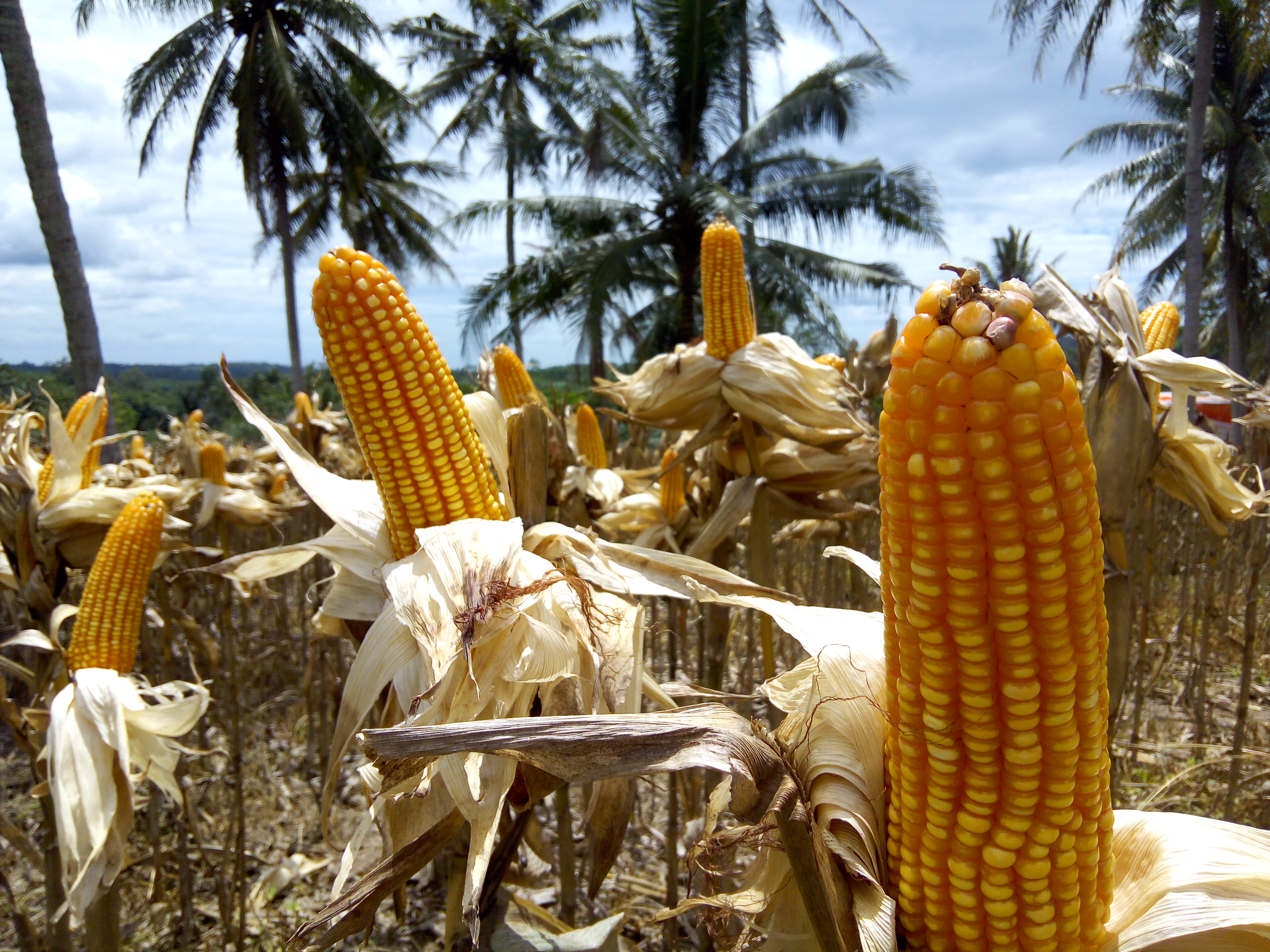 JAGUNG : Impor Ditahan, Pemerintah Sarankan Kemitraan