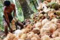 Meningkatkan Nilai Tambah dan Produktivitas Industri Kelapa 