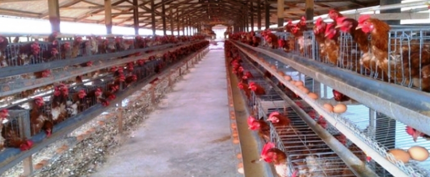 Kementan Sarankan Pengaturan Flok Guna Stabilisasi Harga Telur Ayam