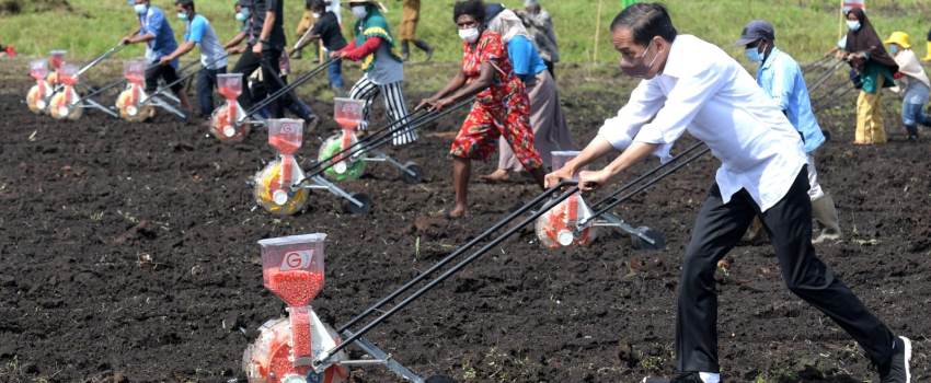 Presiden Jokowi: Tingkatkan Produktivitas Sektor Pertanian di Papua Barat