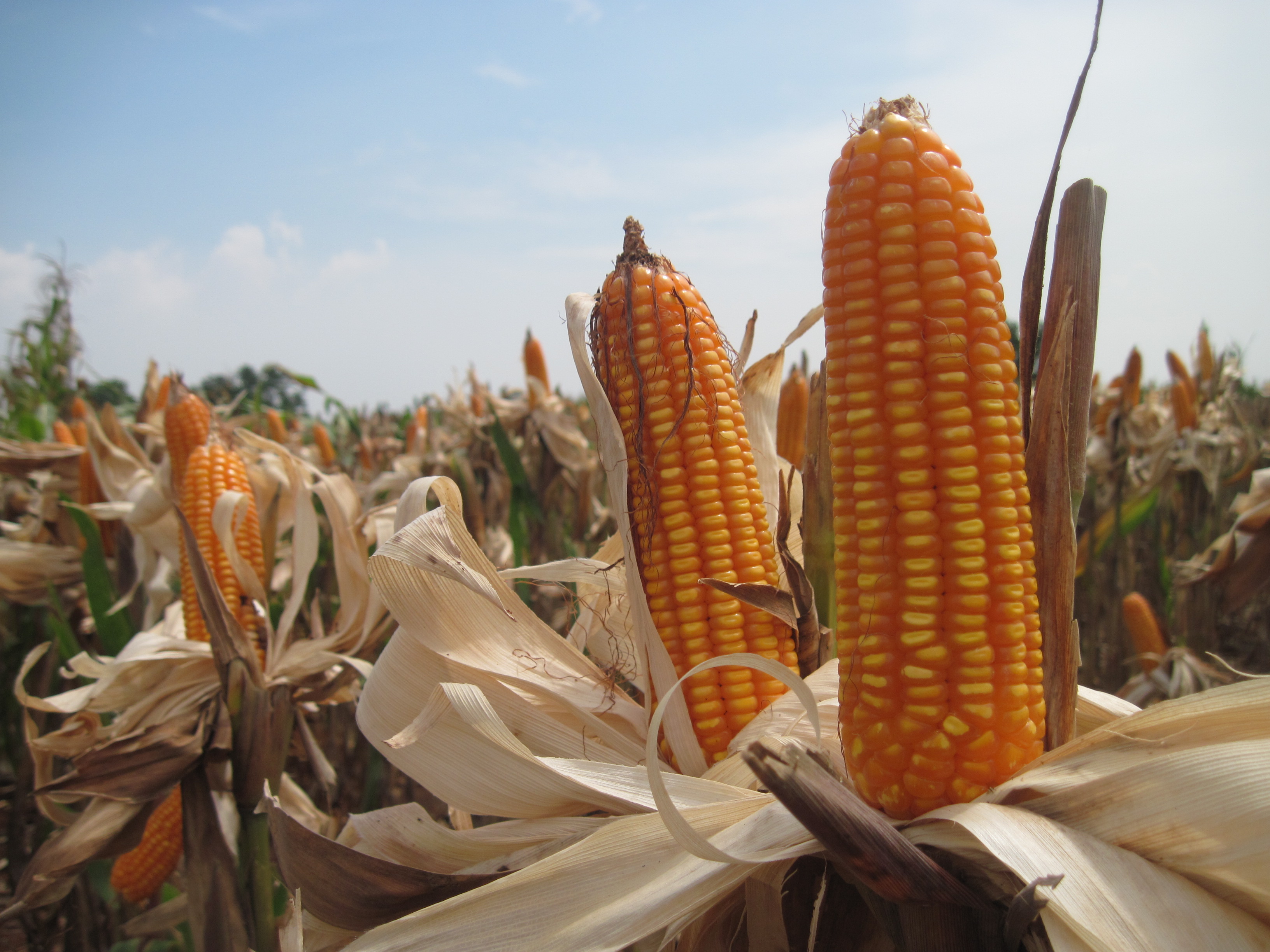 JAGUNG : Menimbang Peluang Bisnis Jagung Rendah Aflatoksin