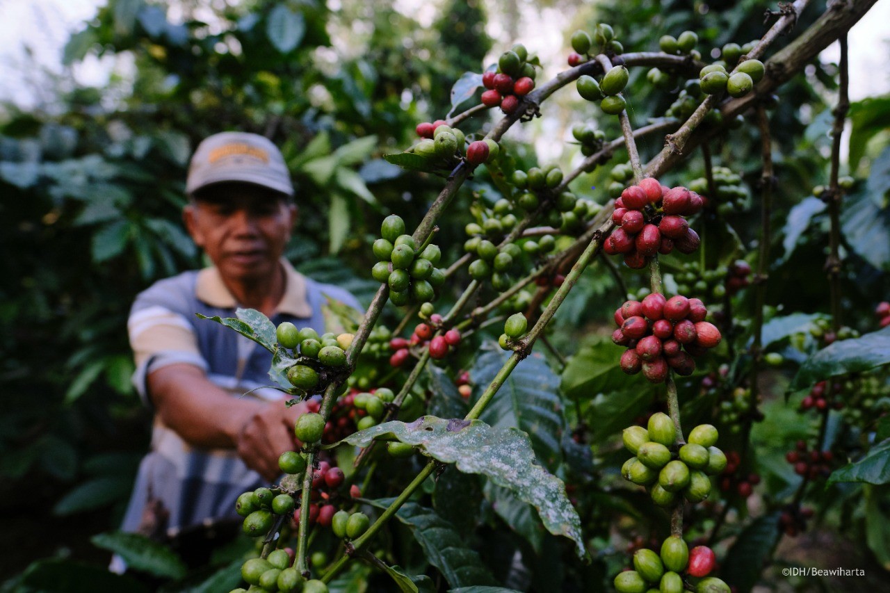 KOPI : Pelatihan Harumkan Kantong Petani