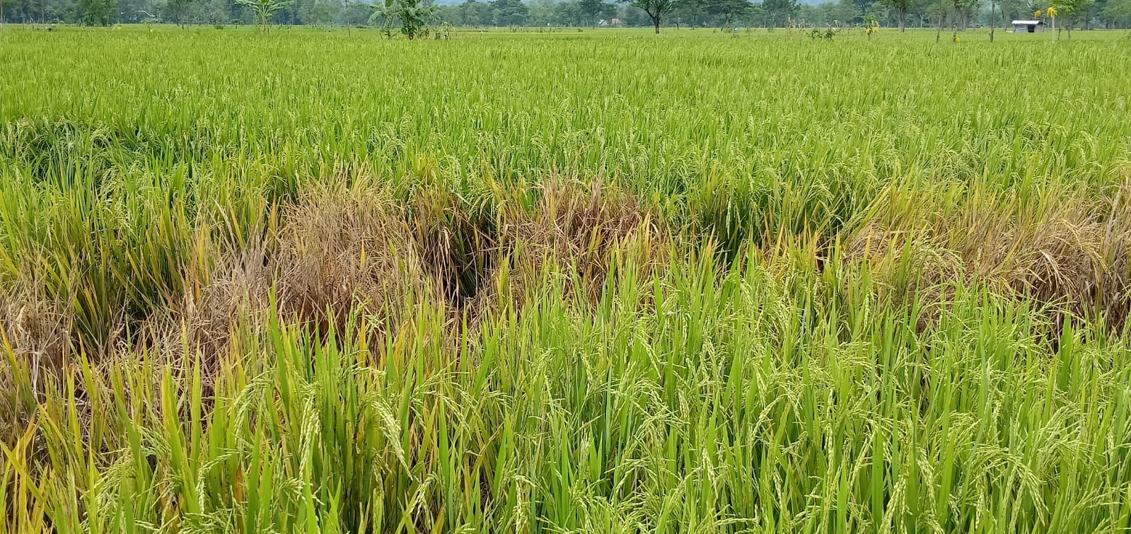 PERLINDUNGAN TANAMAN: Keberhasilan dalam Keheningan