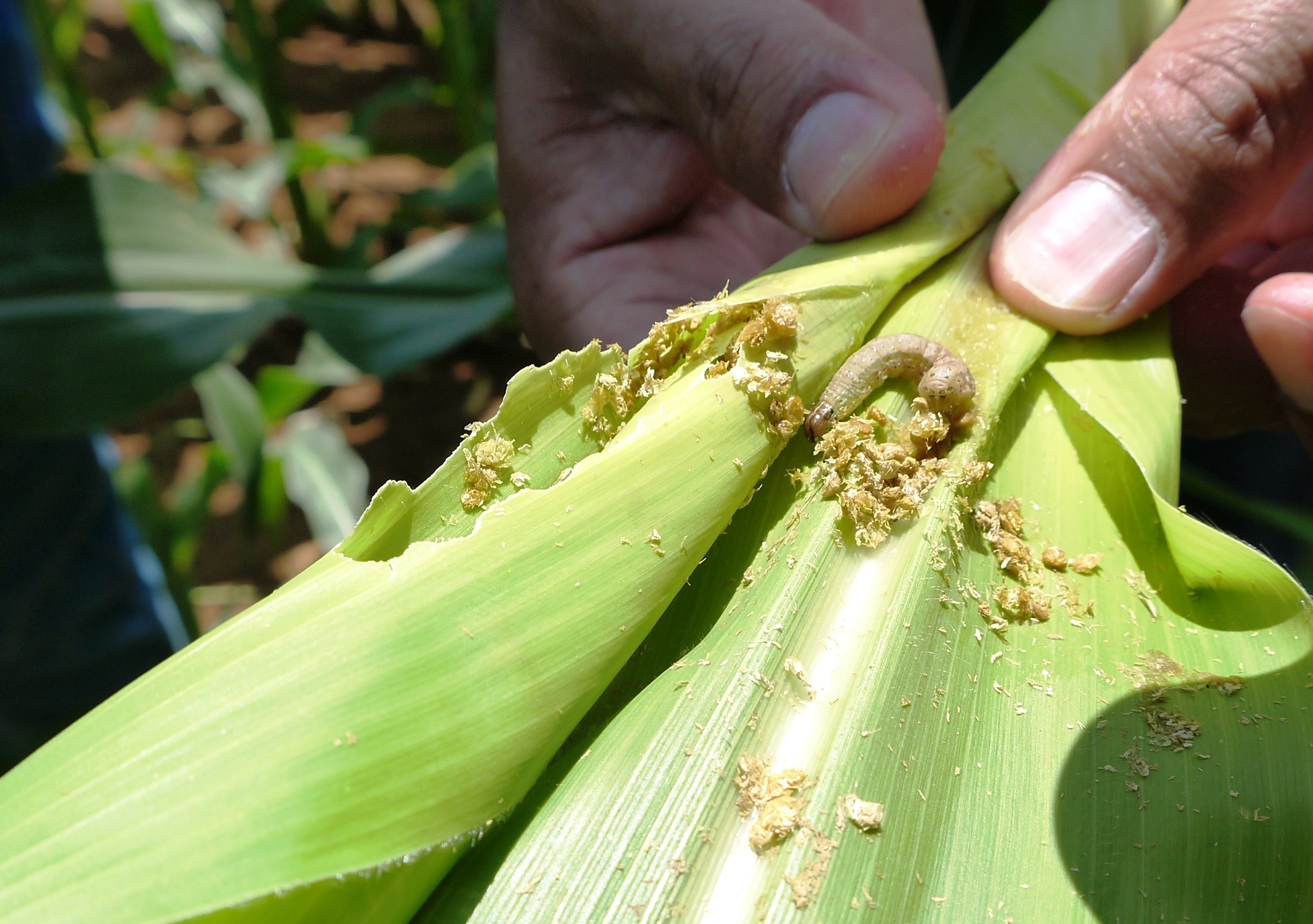 JAGUNG : FAW Jangan Sampai Ganggu Bagusnya Harga Jagung