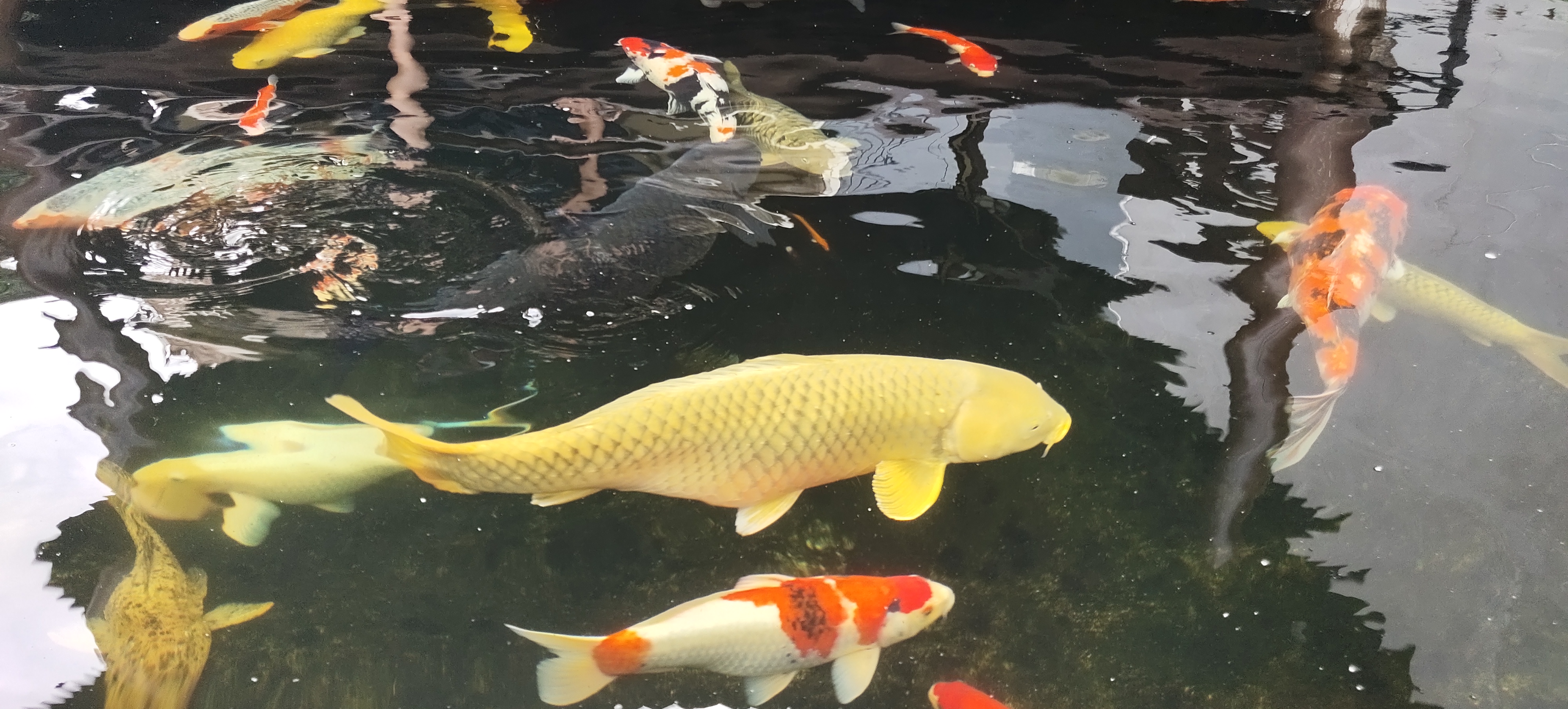 IKAN HIAS : Omzet Menggiurkan di Masa Pandemi