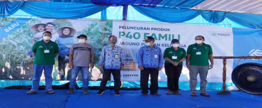 Benih Jagung Hibrida Pioneer P40 Famili Membantu Meningkatkan Kesejahteraan Petani