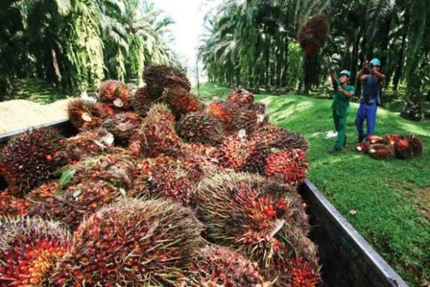 SAWIT : SDM Andal Memperkuat Industri Sawit Nasional