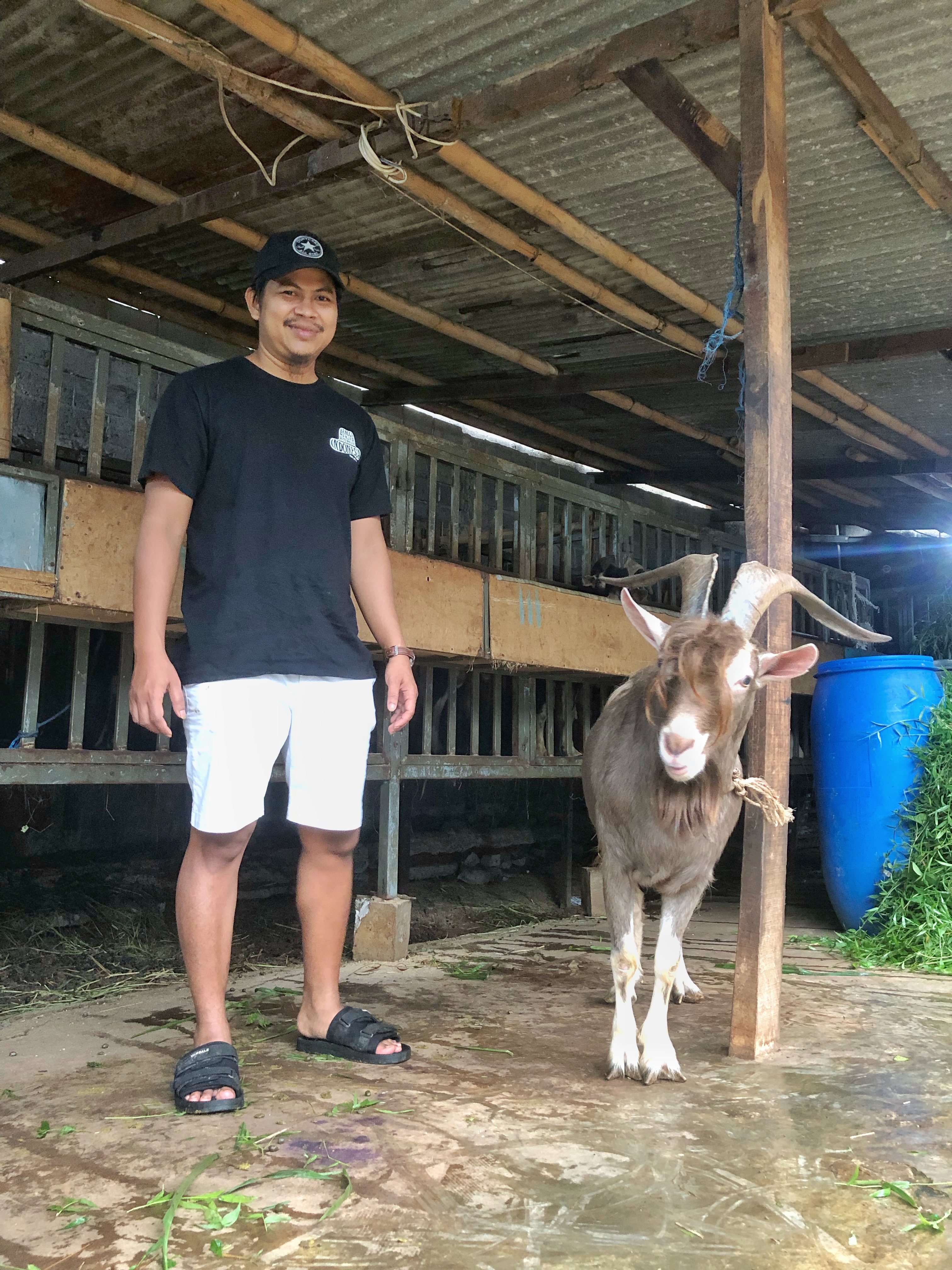 Belajar Cetak Laba dari Ruminansia