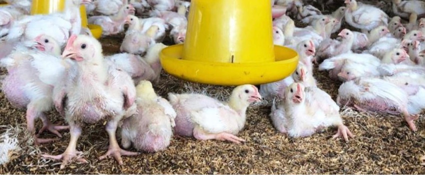 BUMN dan Swasta Serap 67 ribu ekor Ayam Hidup Milik Peternak Mandiri