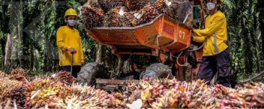 Astra Agro Buka Suara atas Rencana Pemblokiran Pasokan Minyak Sawit ke Nestle