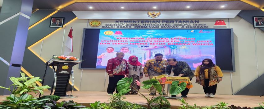 Kementan Lauching Sapi Jersey, Tingkatkan Kualitas Susu