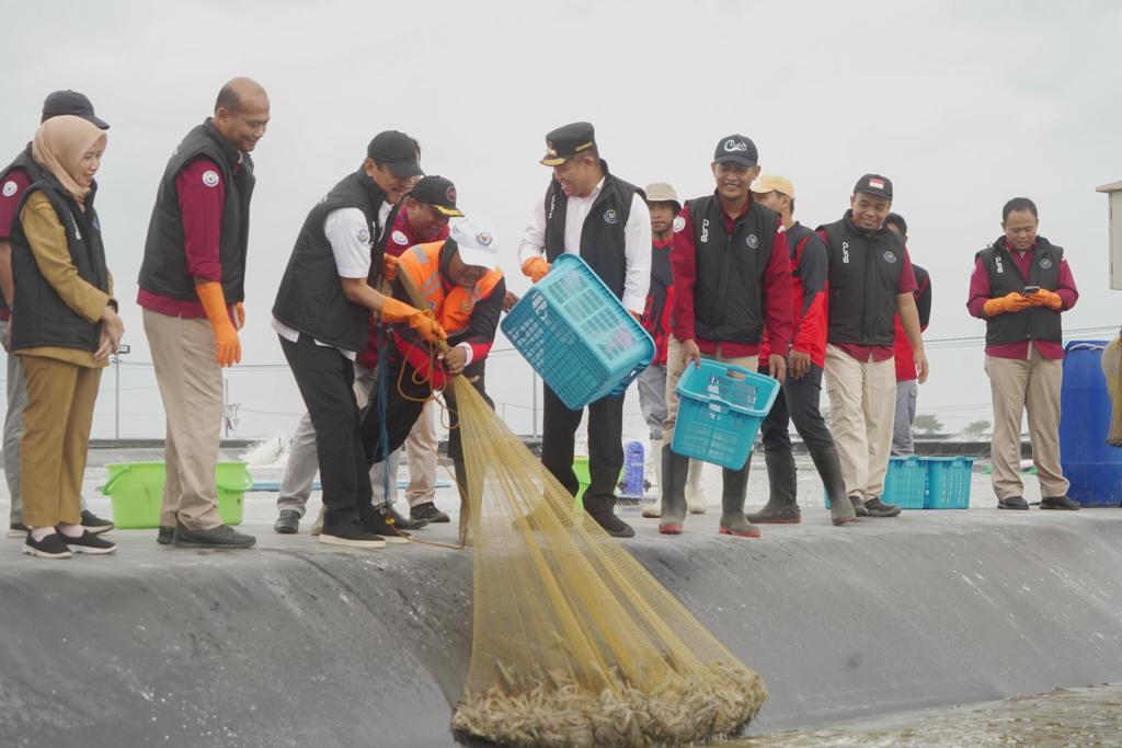 Tambak Udang Modern Kebumen Picu Geliat Budidaya Ramah Lingkungan di Indonesia