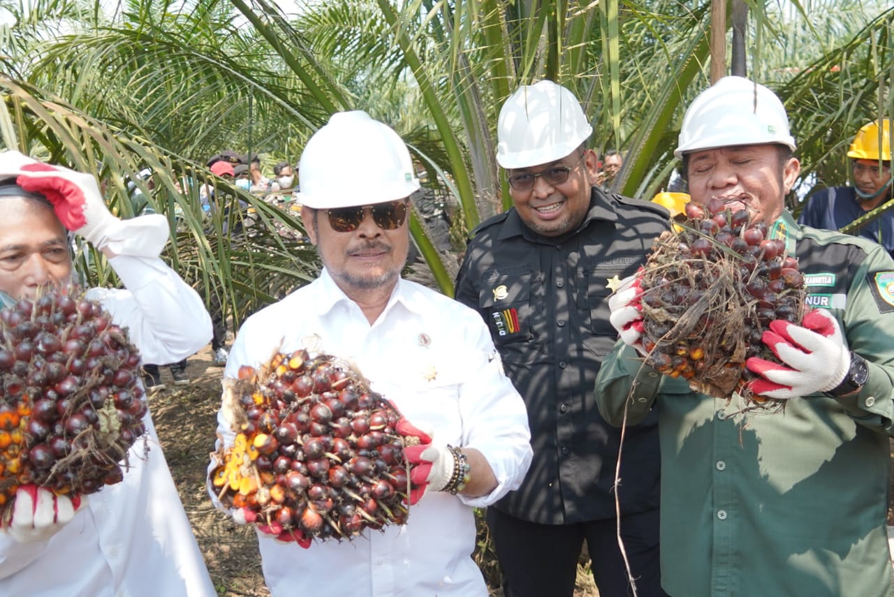 Mentan Panen Perdana Kelapa Sawit Program Peremajaan Sawit Rakyat di Sumsel