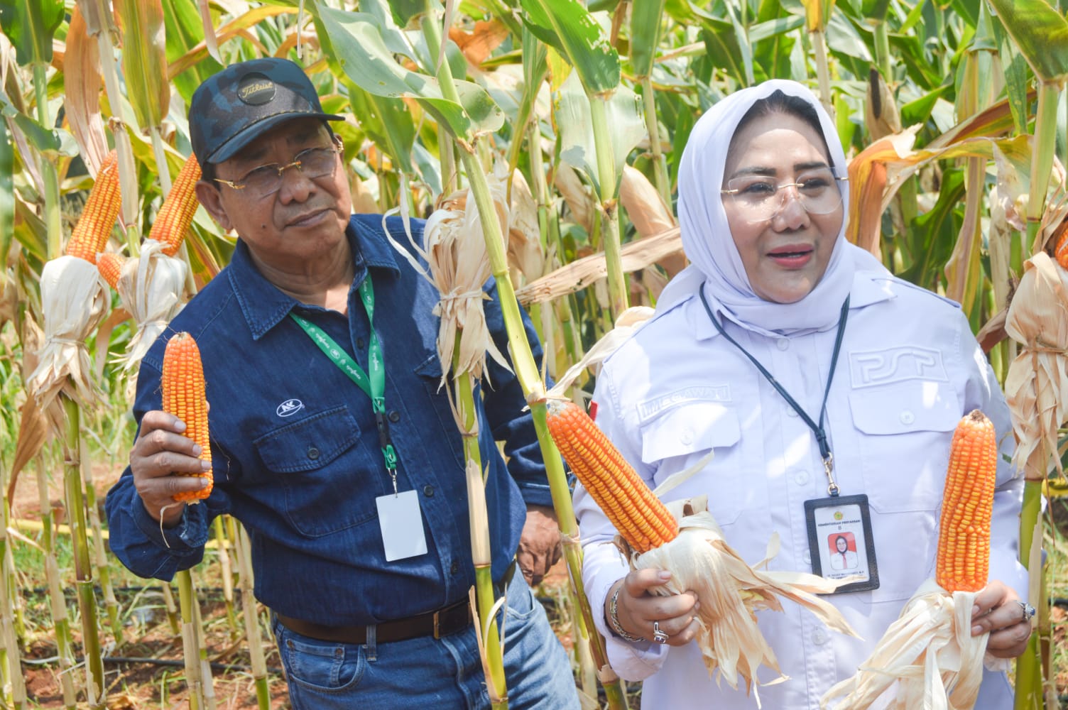 3 Jagung Biotek Tampil di Corn Plantation Expo